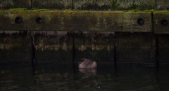 Tachybaptus ruficollis