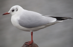 Chroicocephalus ridibundus