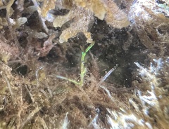 Coelothrix irregularis