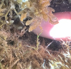 Coelothrix irregularis