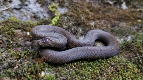 Malabar Brown Kukri Snake