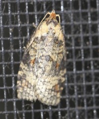 Cryptoptila