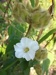 Odonellia hirtiflora