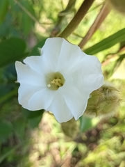 Odonellia hirtiflora