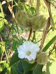 Odonellia hirtiflora