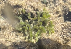 Codium edule