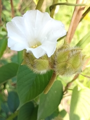 Odonellia hirtiflora