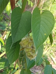 Odonellia hirtiflora