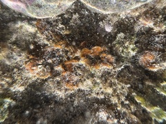 Lobophora variegata