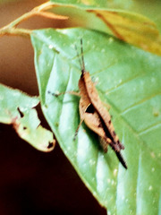 Xiphiola cyanoptera