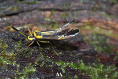 Thyrsophorinae