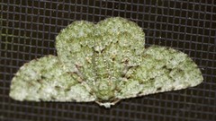 Aeolochroma hypochromaria