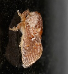 Pseudanapaea denotata