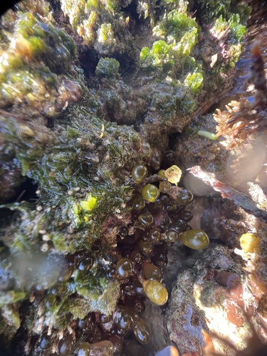 Botryocladia observed 2022-01-19