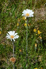 Celmisia pugioniformis