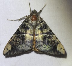 Oxyodes tricolor