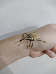 Rhinastus latisternus