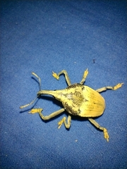 Rhinastus latisternus