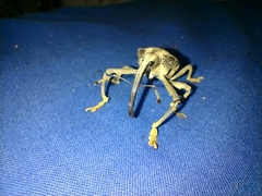 Rhinastus latisternus