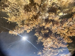 Sargassum aquifolium