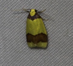 Heterallactis euchrysa