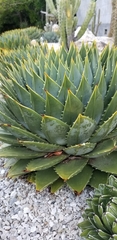Aloe polyphylla