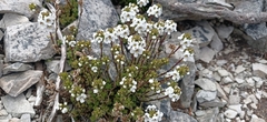 Euphrasia striata