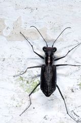 Odontocheila chrysis