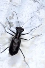 Odontocheila chrysis