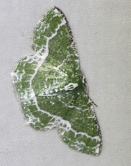 Eucyclodes insperata