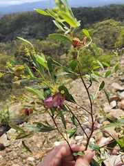 Dodonaea lanceolata