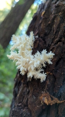 Bear's Head (Hericium coralloides)