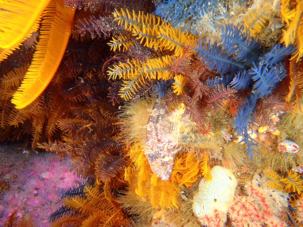 Cape triplefin (Cremnochorites capensis) — Tripterygiidae