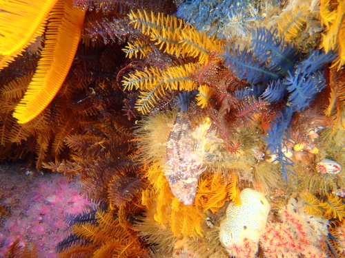 Cape triplefin (Cremnochorites capensis) — Tripterygiidae