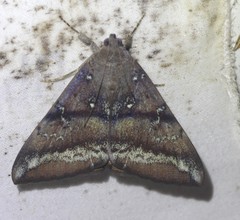 Oxyodes tricolor