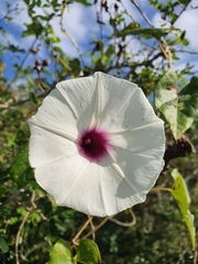 Ipomoea anisomeres