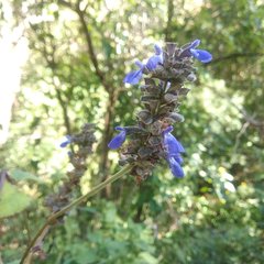 Salvia mocinoi