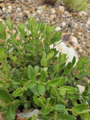 Gonocarpus acanthocarpus