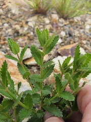 Gonocarpus acanthocarpus