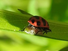 Dinocampus coccinellae paralysis virus