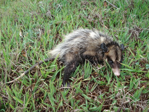 Big-eared Opossum
