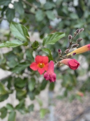 Amphilophium buccinatorium