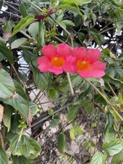 Amphilophium buccinatorium