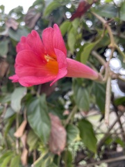 Amphilophium buccinatorium