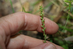 Plantago debilis