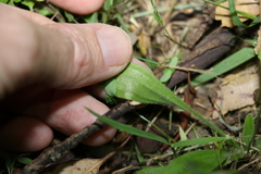 Plantago debilis