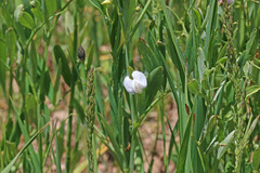 Lathyrus laetivirens