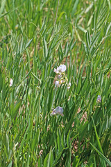 Lathyrus laetivirens