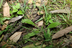 Plantago debilis
