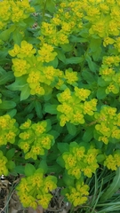 Helioscopia